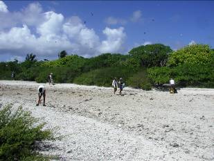 Turtle Island Cleanup